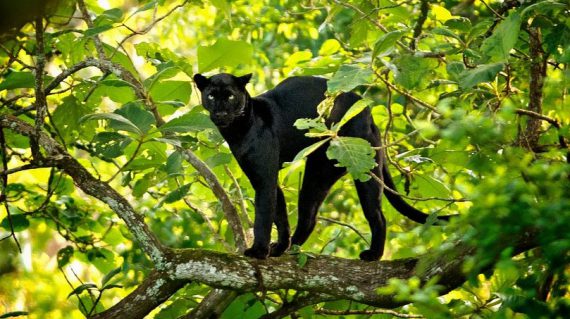 Zwarte panter ©Red Earth Kabini lodge