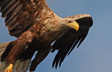 Close up zeearend Oder Delta ©All for Nature Travel