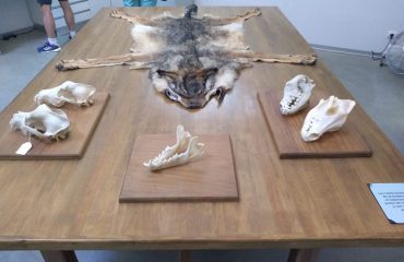 Display Wolf Sanctuary Pueblo de Sanabria @AllforNatureTravel