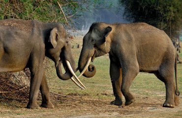 Elephants in Kabini ©EvolveBack