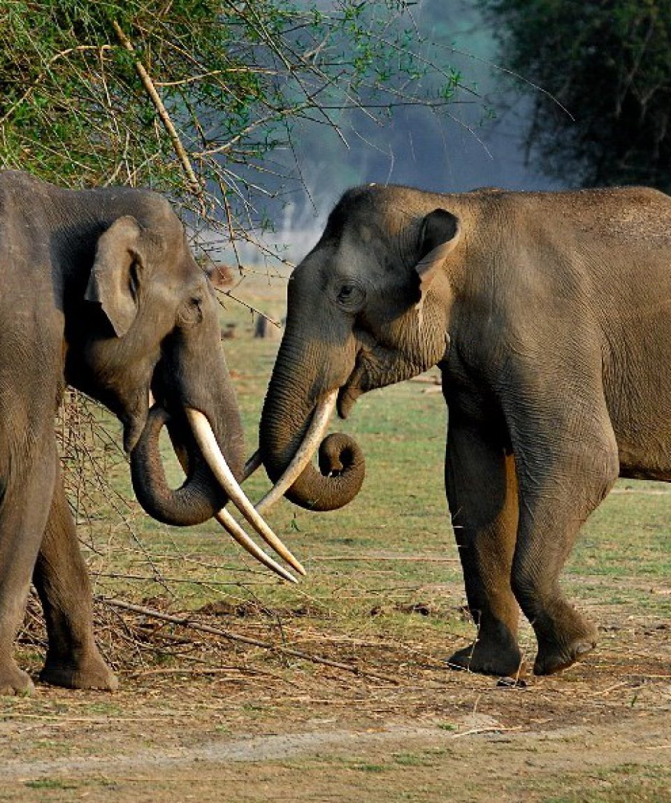 Elephants in Kabini ©EvolveBack