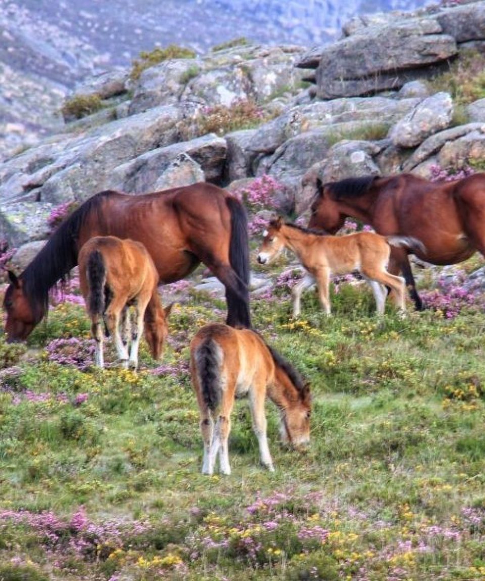 Garrano's wilde paarden Geres NP © Charming Villages