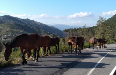 Garrano paarden @AllforNatureTravel