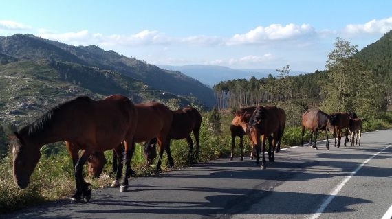Garrano paarden @AllforNatureTravel