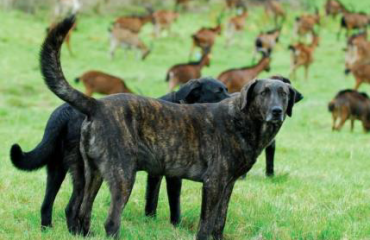 Grupo Lobo Livestock Guarldian Dogs ©GrupoLobo