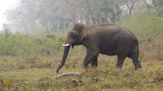 Asiatische olifant Mudumalai National Park
