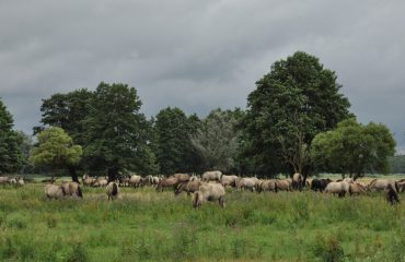 Konikspaarden Oder Delta ©All for Nature Travel