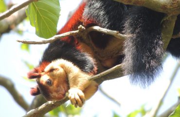 Reuzeneekhoorn Shola National Park
