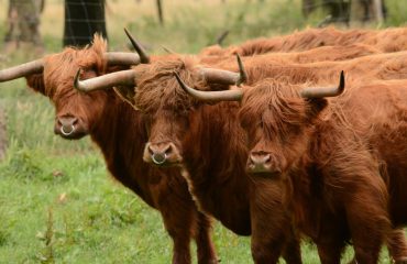 Schotse hooglanders ©All for Nature Travel