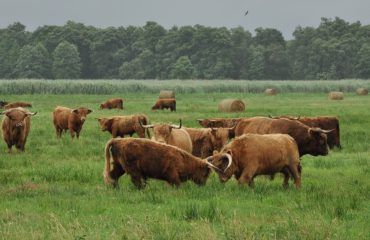 Schotse hooglanders kudde ©All for Nature Travel
