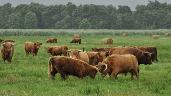 Schotse hooglanders kudde ©All for Nature Travel