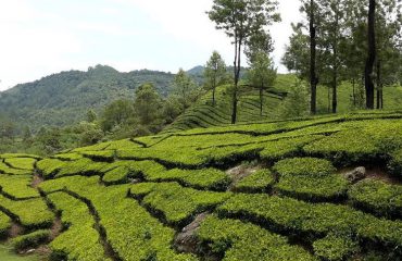 Theeplantages Munnar