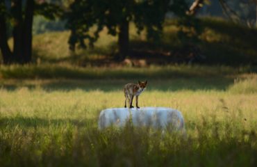 Vos Oder Delta ©All for Nature Travel
