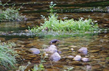 Waterspreeuw EcoVia Geres NP@AllforNatureTravel