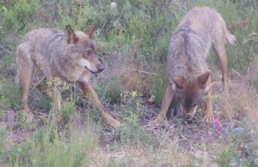 Iberische Wolven in de Sanctuary Pueblo de Sanabria @AllforNatureTravel