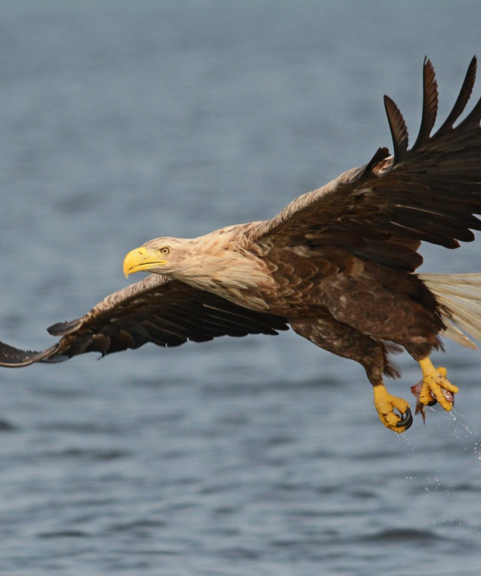 Zeearend Oder Delta ©All for Nature Travel
