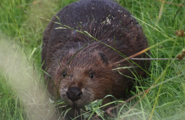 Bever Oder Delta Safari