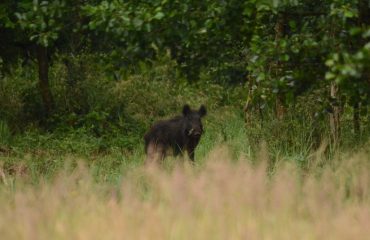 everzwijn ©All for Nature Travel