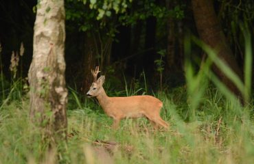 ree ©All for Nature Travel