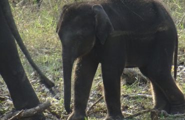 Bandipur baby olifant ©All for Nature Travel