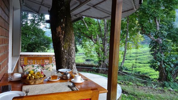 Munnar Windermere Estate ©All for Nature Travel