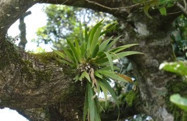 Nilgiri nevelwoud ©All for Nature Travel