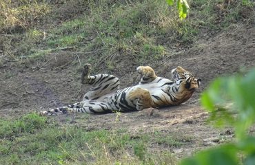 Bandipur tijger ©All for Nature Travel