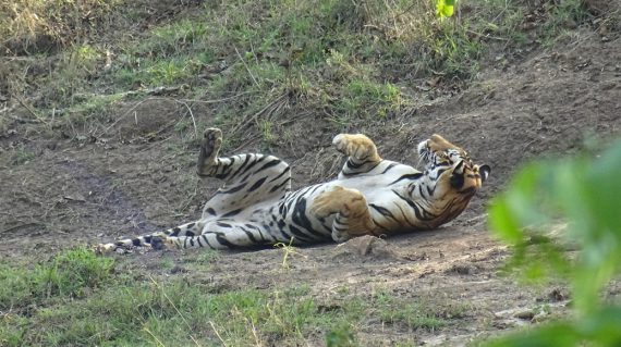 Bandipur tijger ©All for Nature Travel