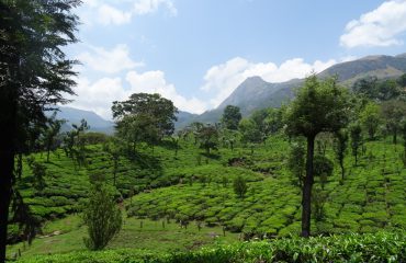 Chinnar theeplantages op de grens met nevelwoud ©All for Nature Travel