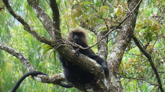 Nilgiri langur ©All for Nature Travel