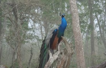 Pauw Nagarhole in de ochtendgloren  ©All for Nature Travel