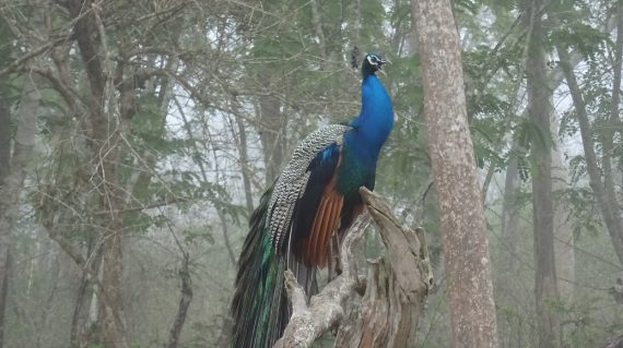 Pauw Nagarhole in de ochtendgloren  ©All for Nature Travel