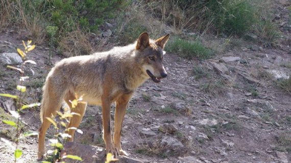 wolf in Wolf Sanctuary in Pueblo de Sanabria @AllforNatureTravel