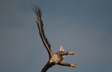 zeearend ©All for Nature Travel