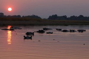 nijlpaard Botswana