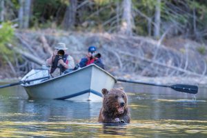 bear-and-boat alleen voor vamoos app_edited
