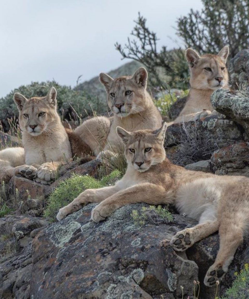 Digitaal smokkel spreker Argentinië: Wildlife van Patagonië | All for Nature Travel