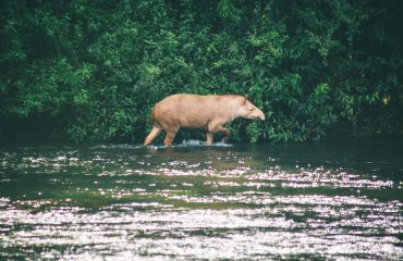 Iguazu tapir