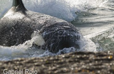 Beaching orca Peninsula Valdez ©GabrielRojo