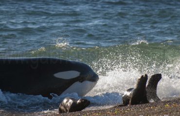 Hunting orca Peninsula Valdez ©GabrielRojo
