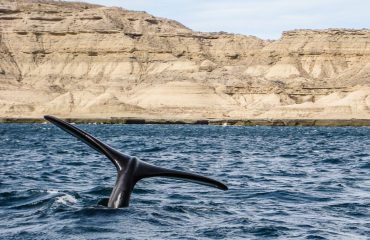 Puerto Madryn - Whale watching