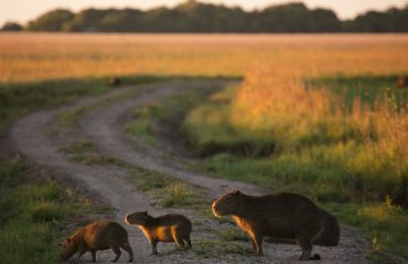Rincon del Socorro - capibara