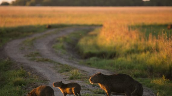 Rincon del Socorro - capibara