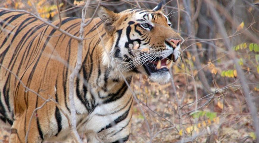 Tijger ©All for Nature Travel