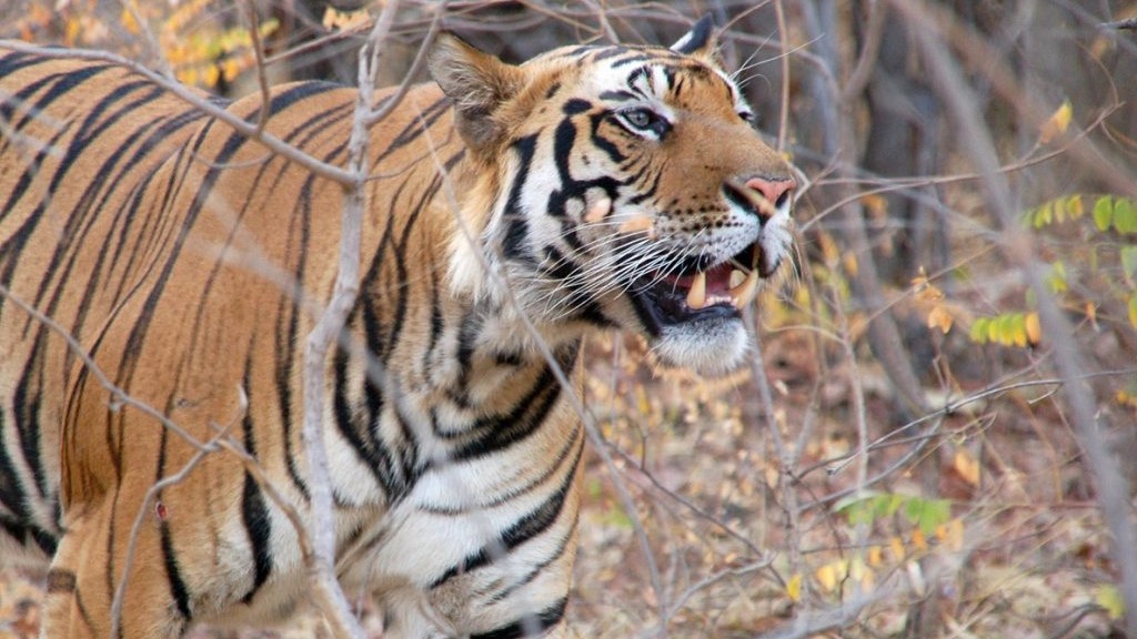 tijgersafari India