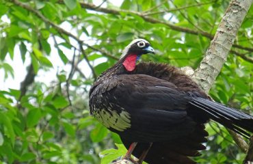 vogels iguazu falls