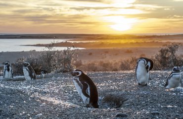 Puerto Madryn - Pinguins
