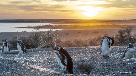 Puerto Madryn - Pinguins