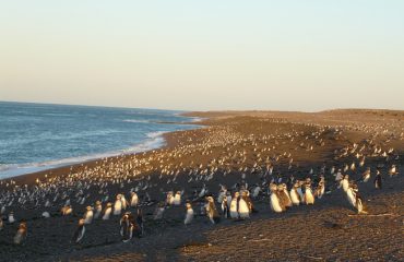 Puerto Madryn - Pinguinkolonie