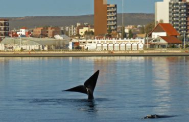 Puerto Madryn - Whales from town
